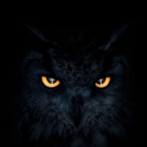 صورة الملف الشخصي لـ Zeyad Shaalan