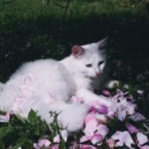 صورة الملف الشخصي لـ Aljoori Alqahtani